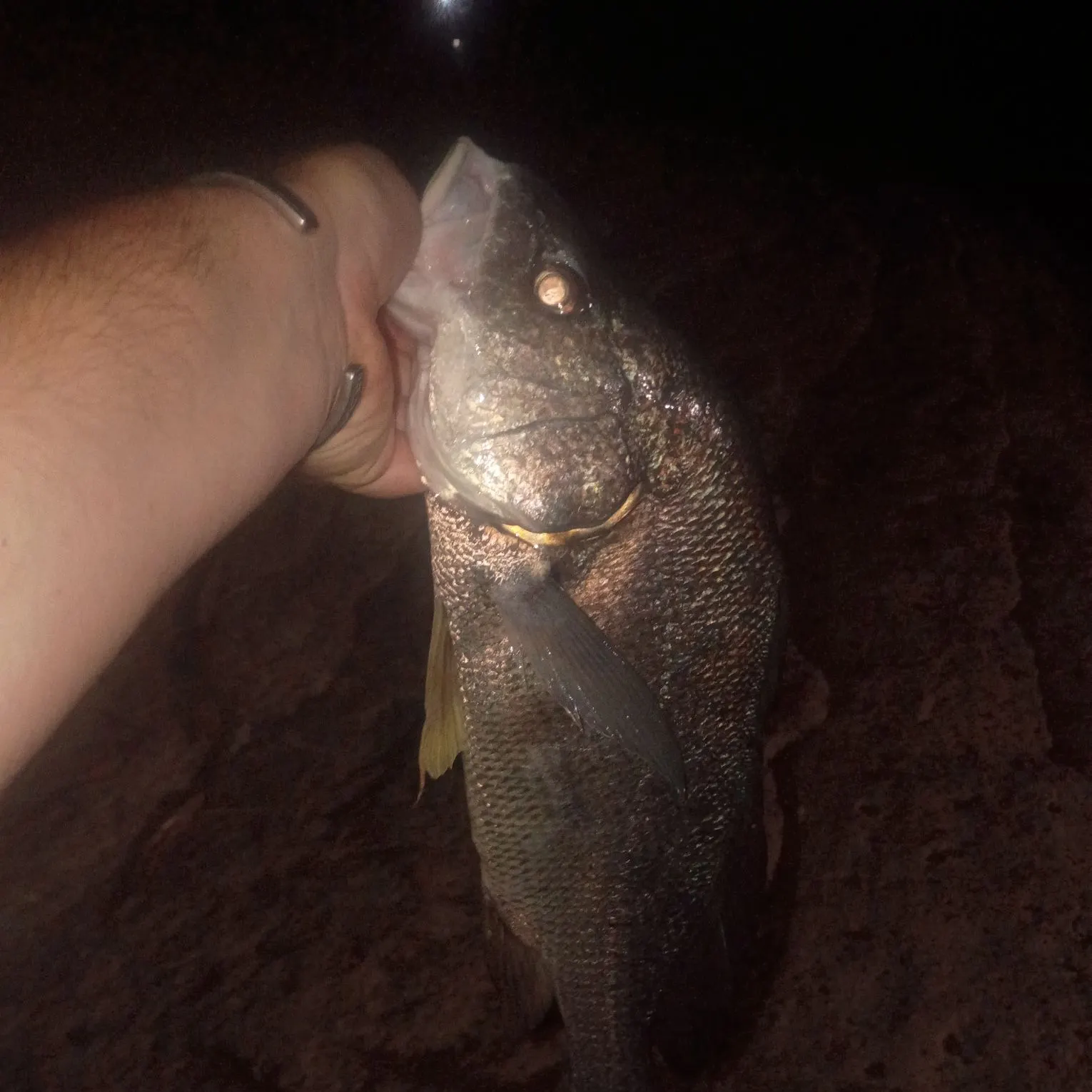 Freshwater drum caught on Fishbrain