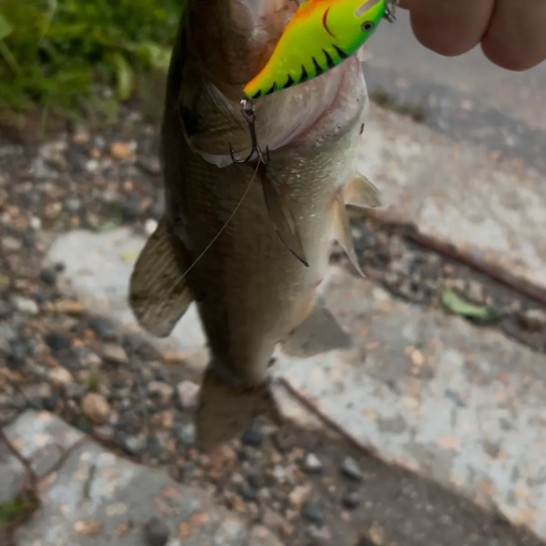 Largemouth bass caught on Fishbrain