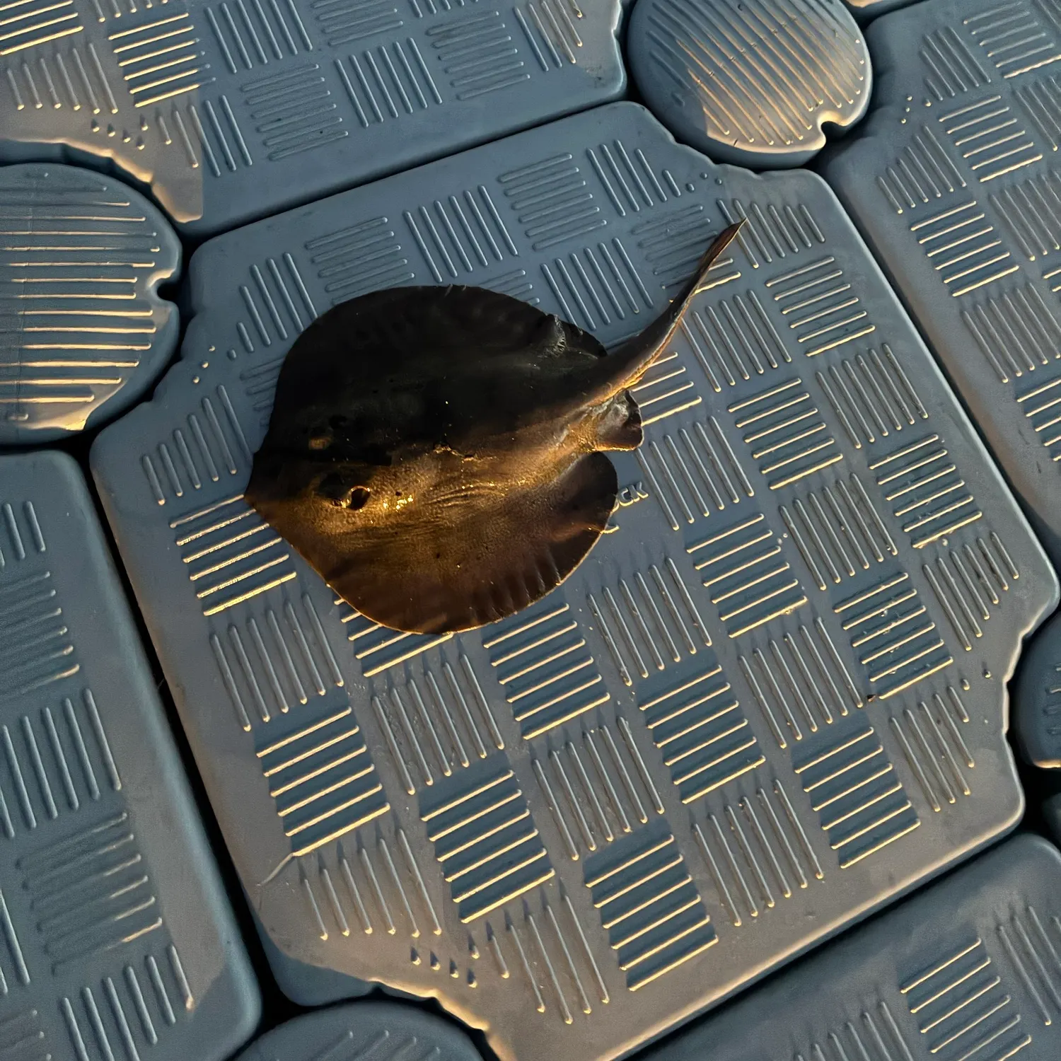 Haller's round ray caught on Fishbrain