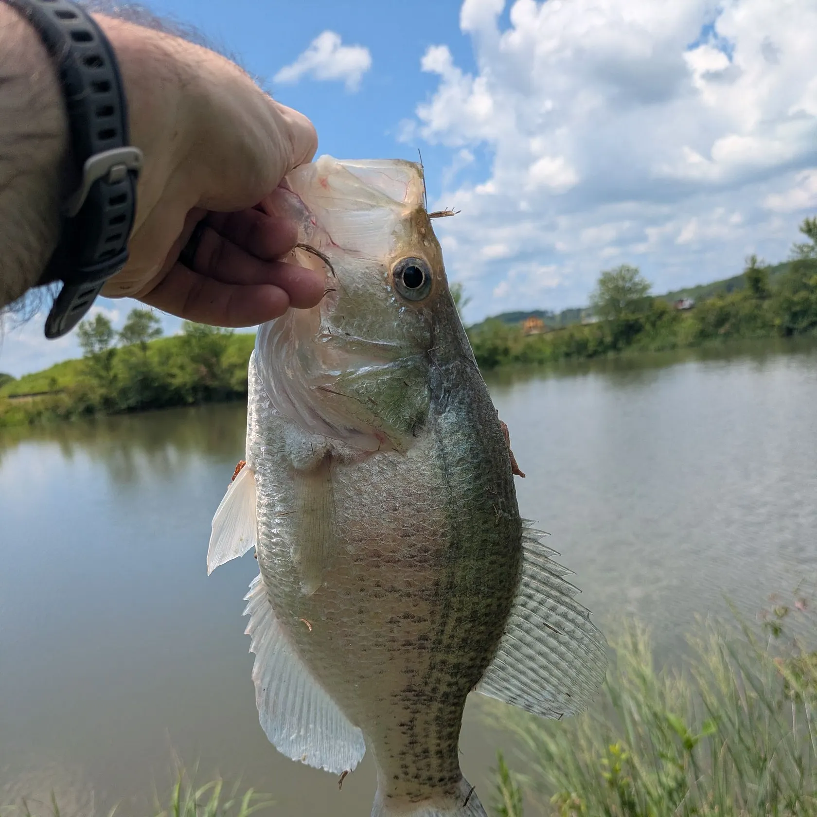 The most recent White crappie catches on Fishbrain