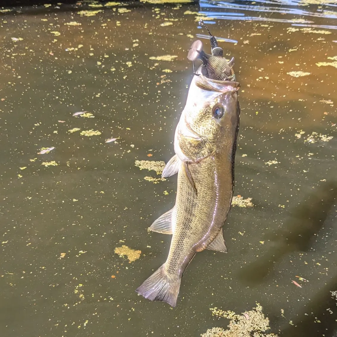 Largemouth bass caught on Fishbrain