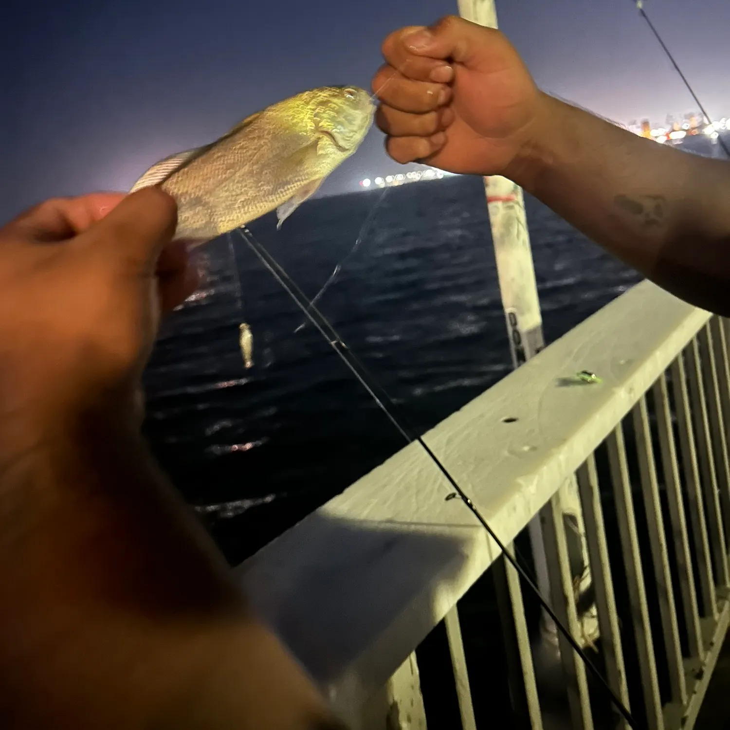 recently logged catches
