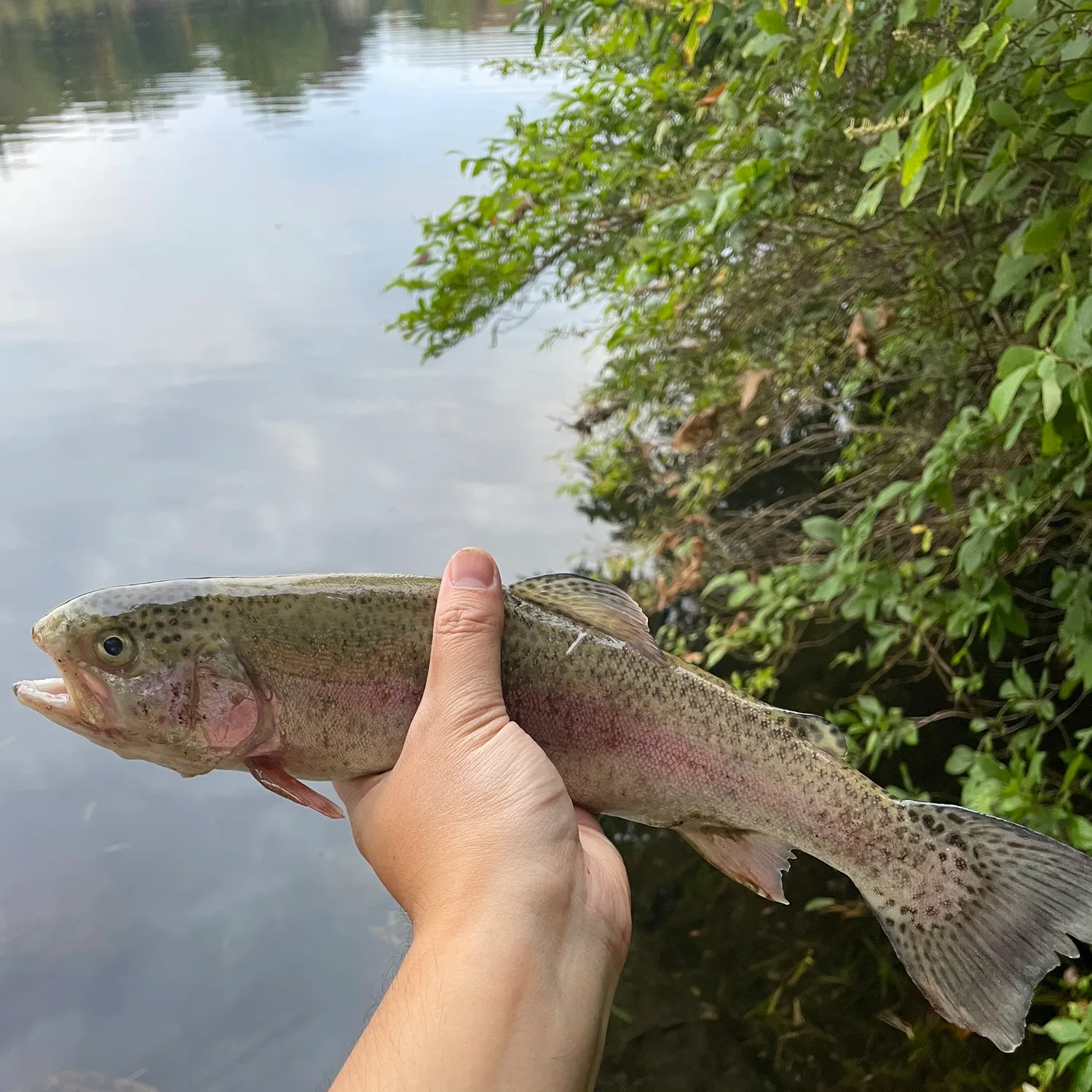 Rainbow trout caught on Fishbrain