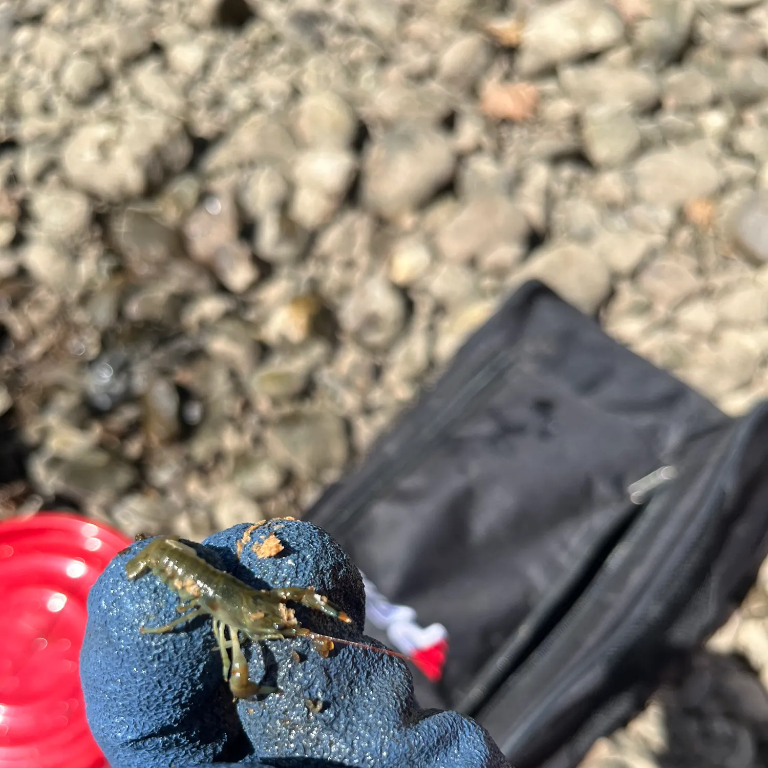 Rusty crayfish caught on Fishbrain