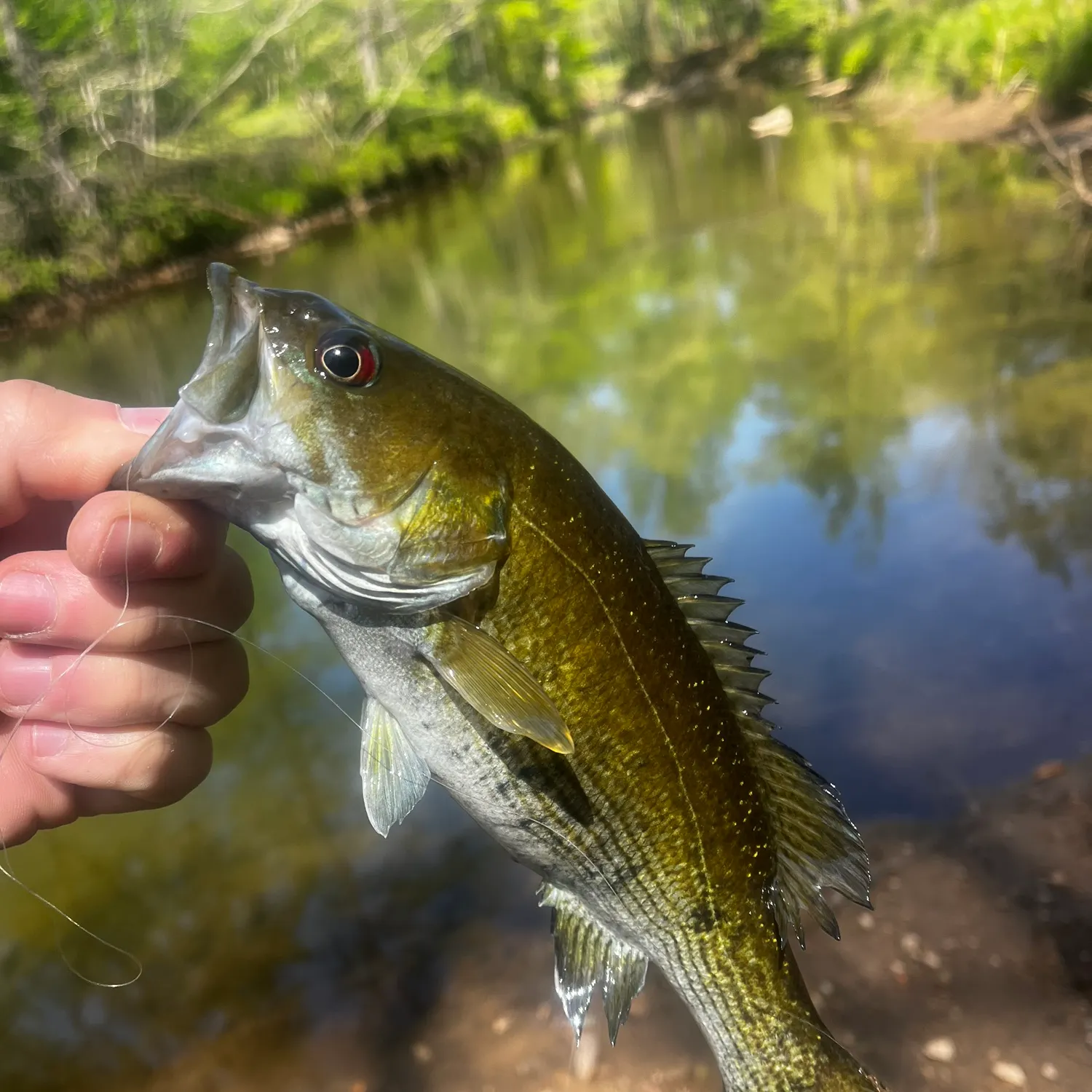 The most recent Cahaba bass catches on Fishbrain
