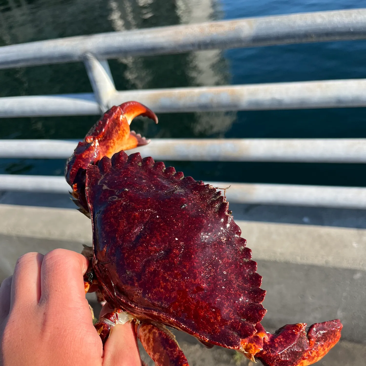 The most recent Red rock crab catches on Fishbrain