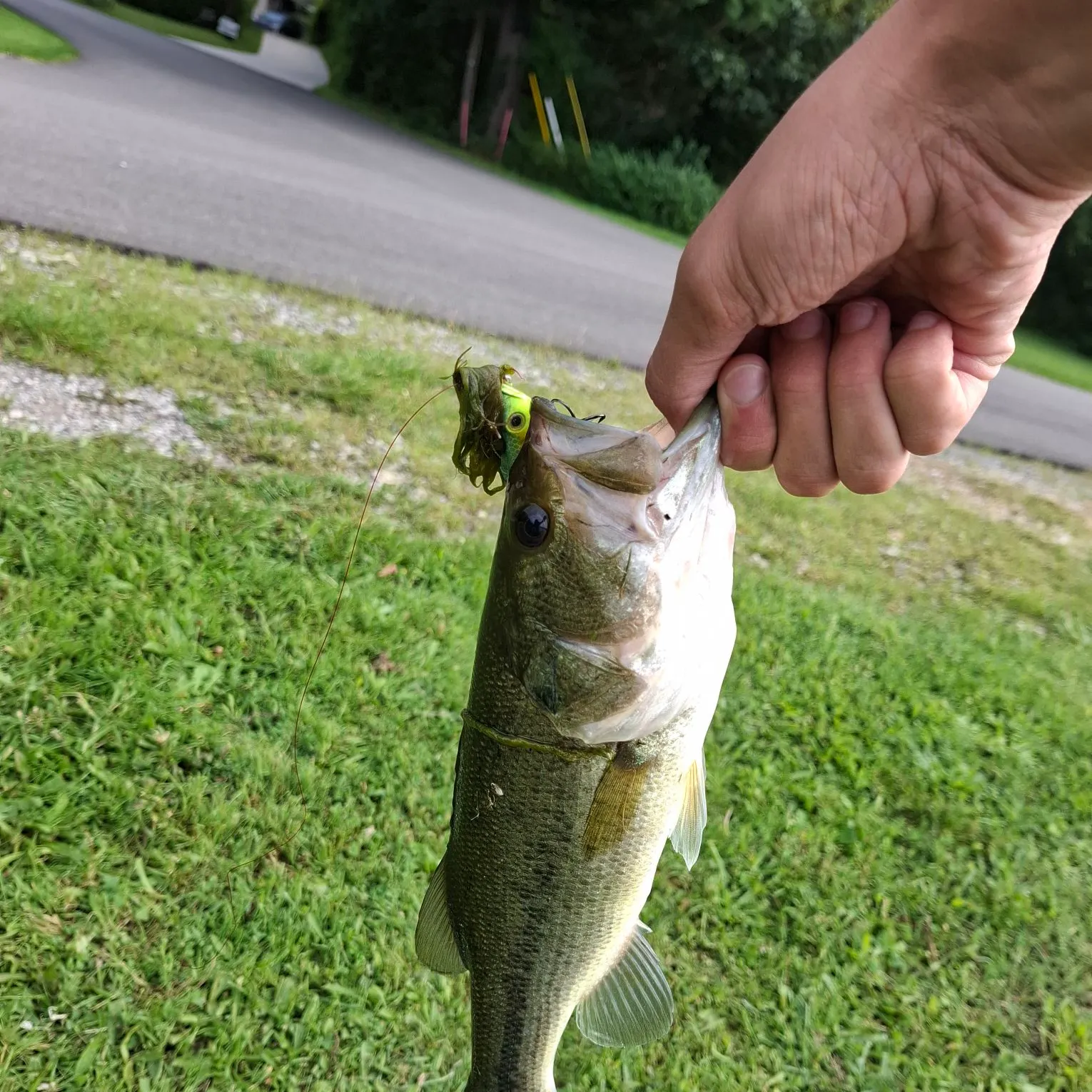 Largemouth bass caught on Fishbrain