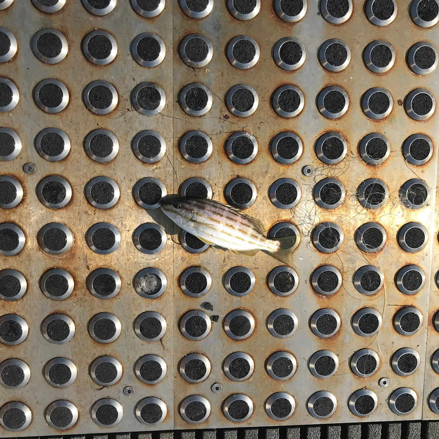 The most recent Western striped grunter catches on Fishbrain