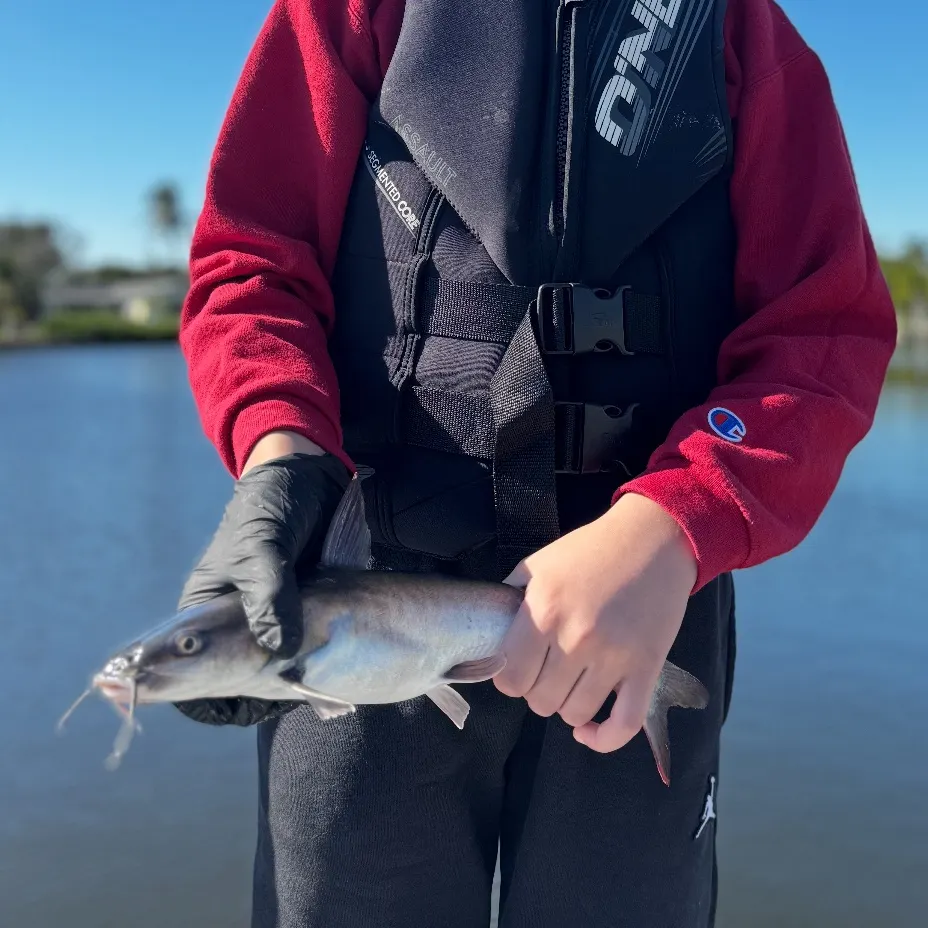 The most recent Hardhead sea catfish catches on Fishbrain