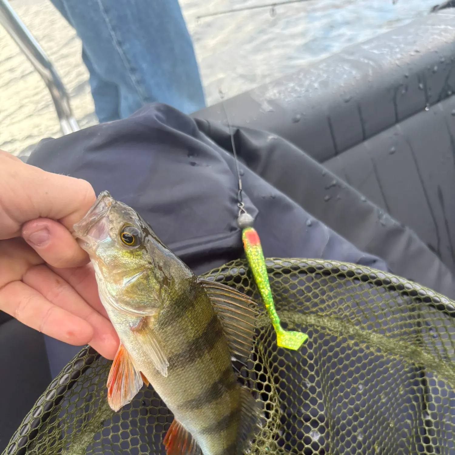 European perch caught on Fishbrain