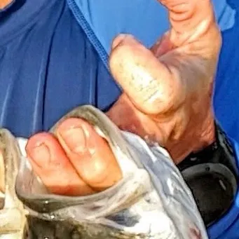The most recent Eastern Australian salmon catches on Fishbrain