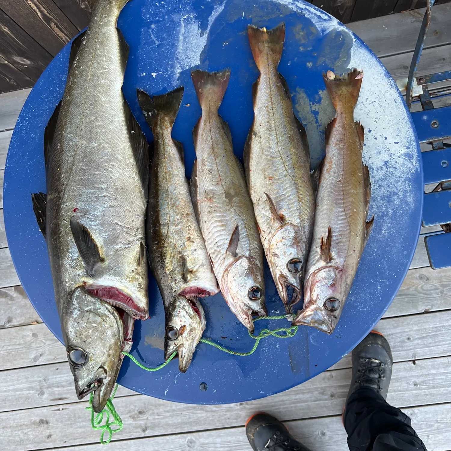 recently logged catches