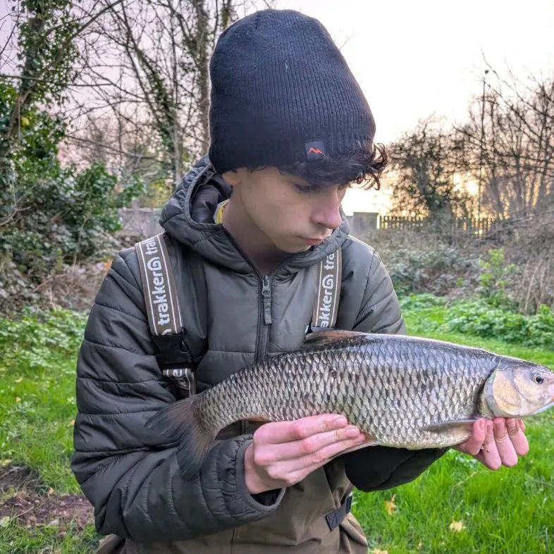 The most recent European chub catches on Fishbrain