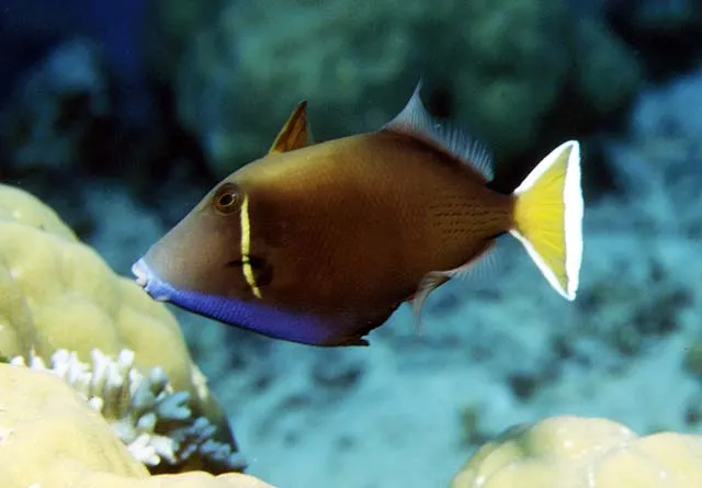 Halfmoon triggerfish