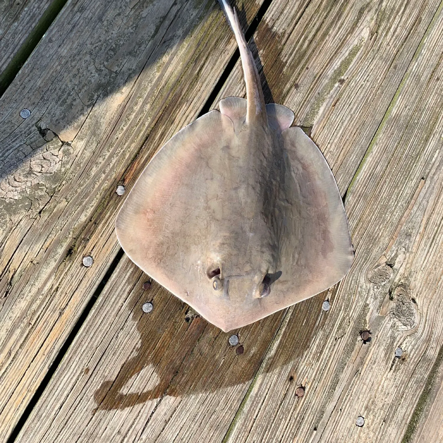 angler catch