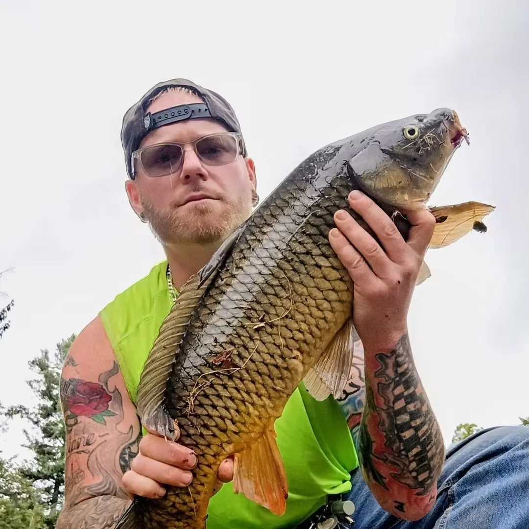 Common carp caught on Fishbrain