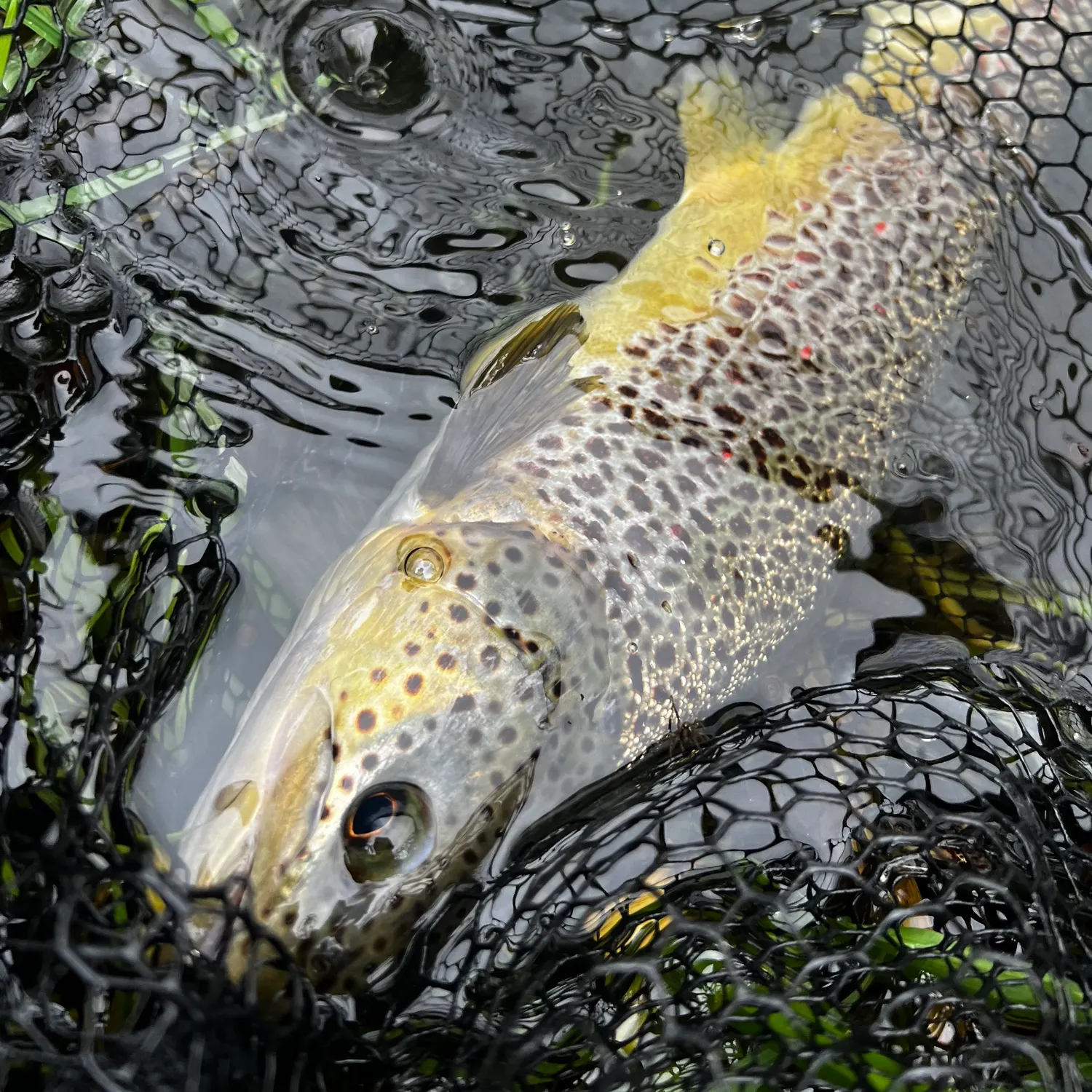 Fish caught on Fishbrain