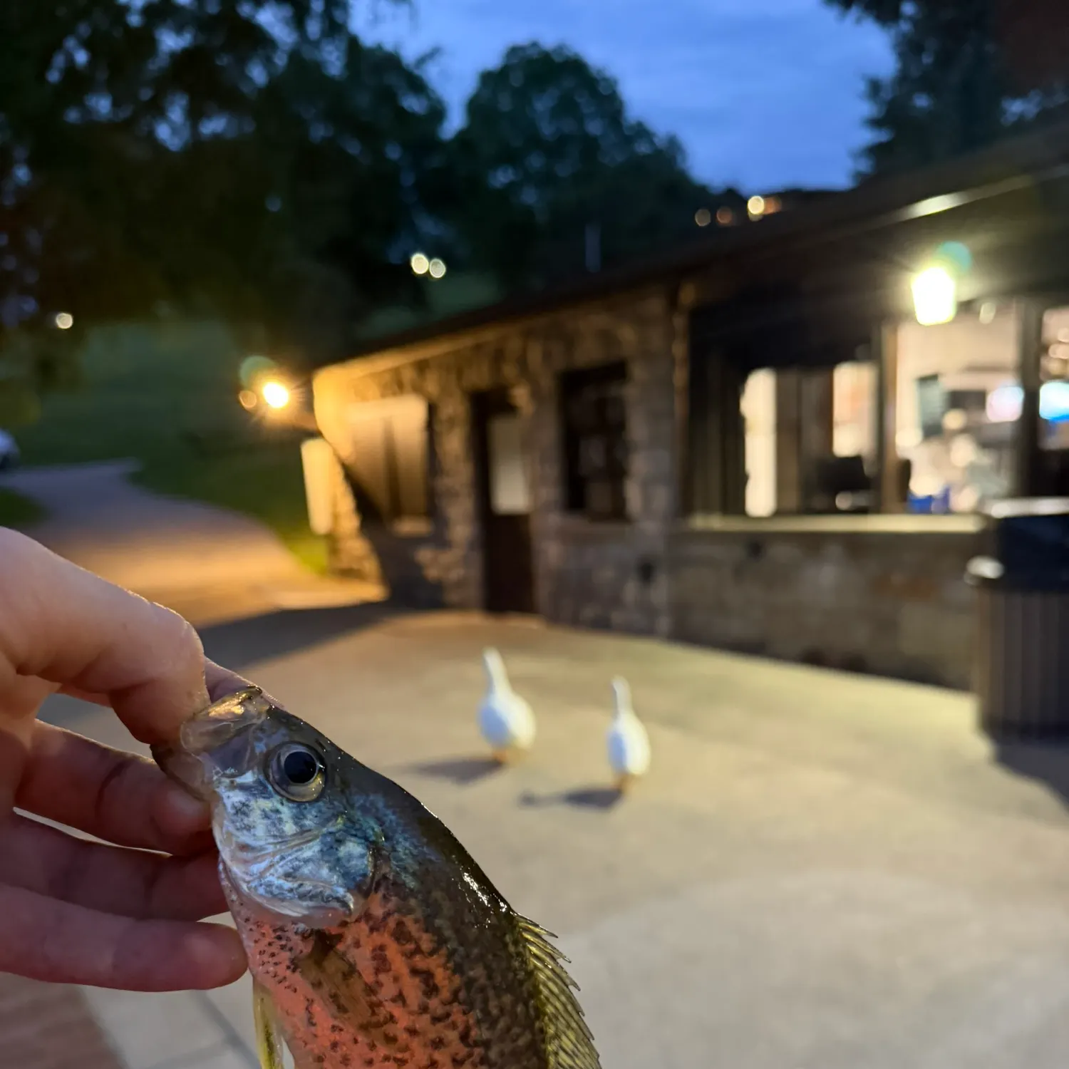 catch