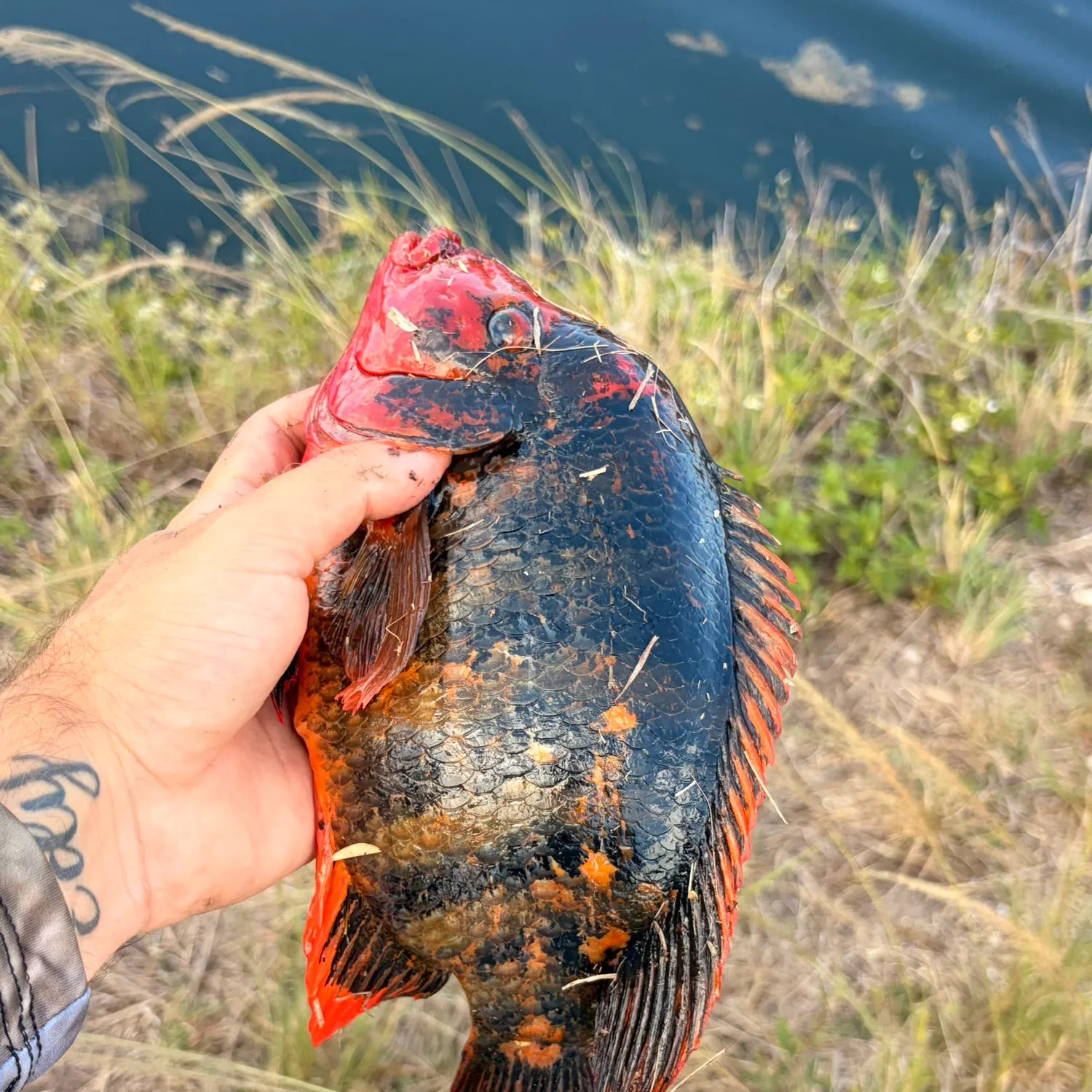 The most recent Oscar catches on Fishbrain