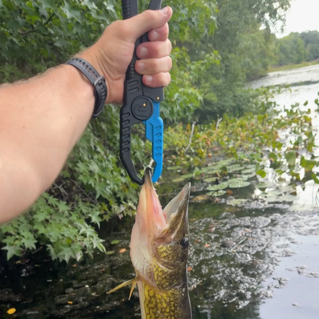 Chain pickerel caught on Fishbrain