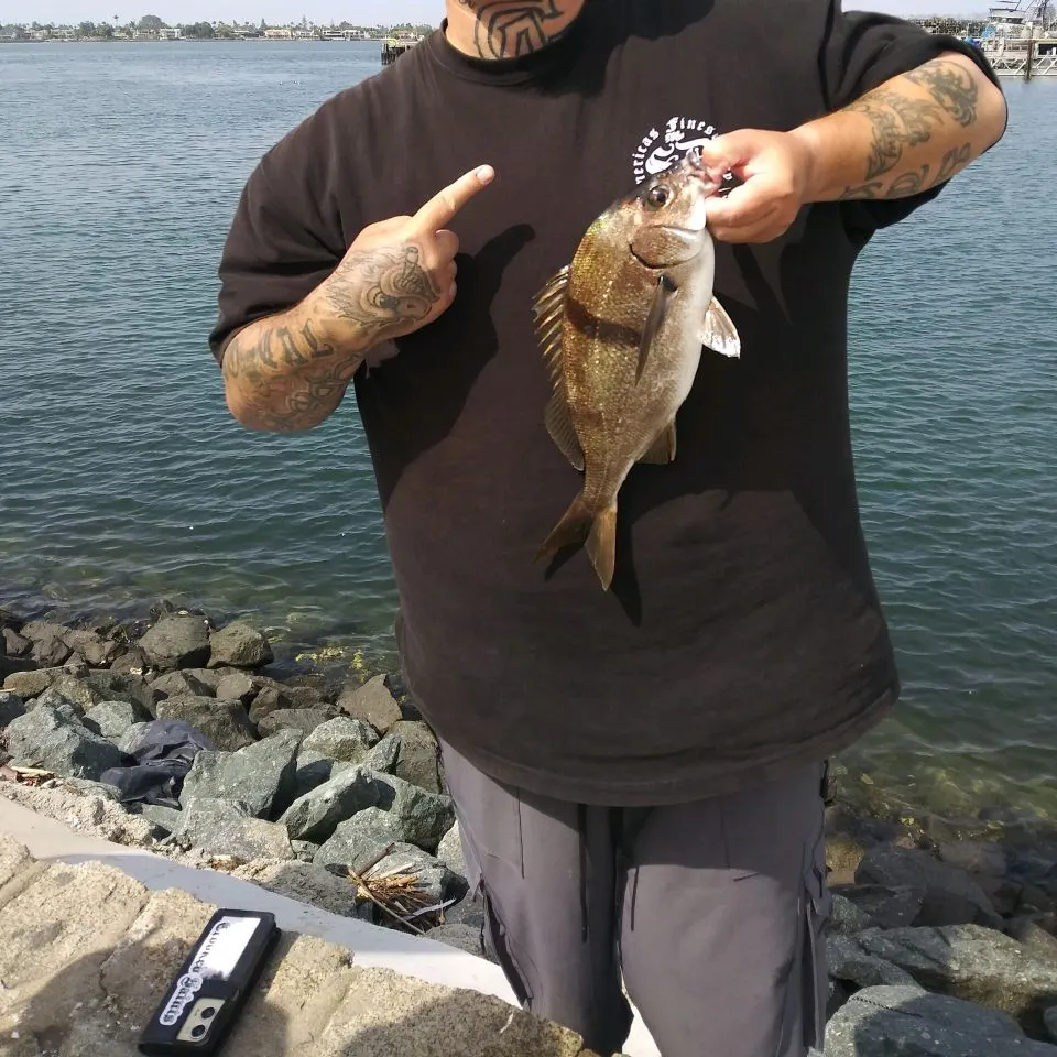 The most recent Sargo catches on Fishbrain