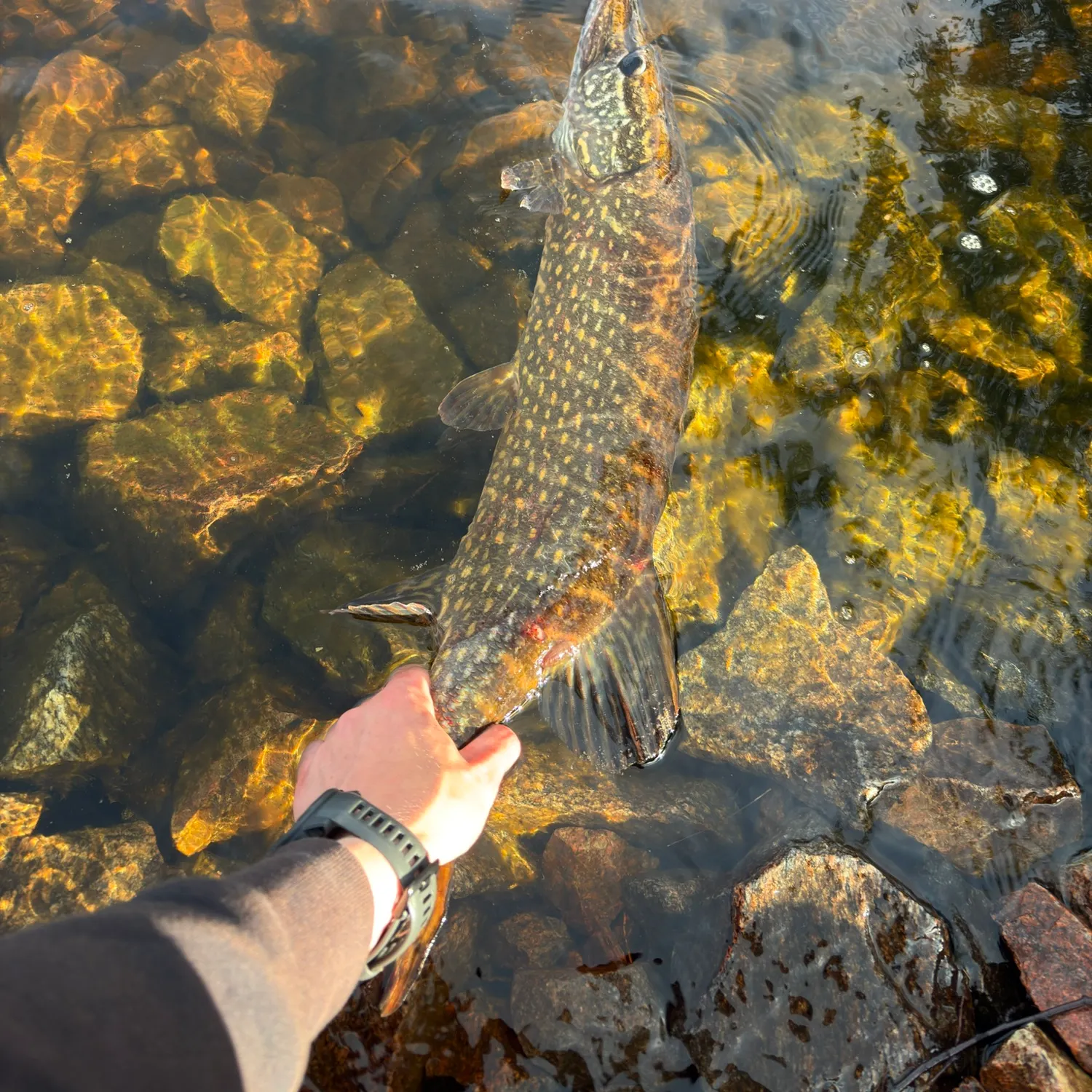 recently logged catches