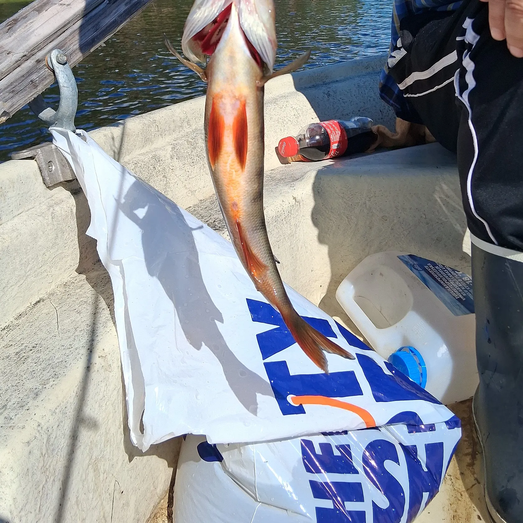 European perch caught on Fishbrain
