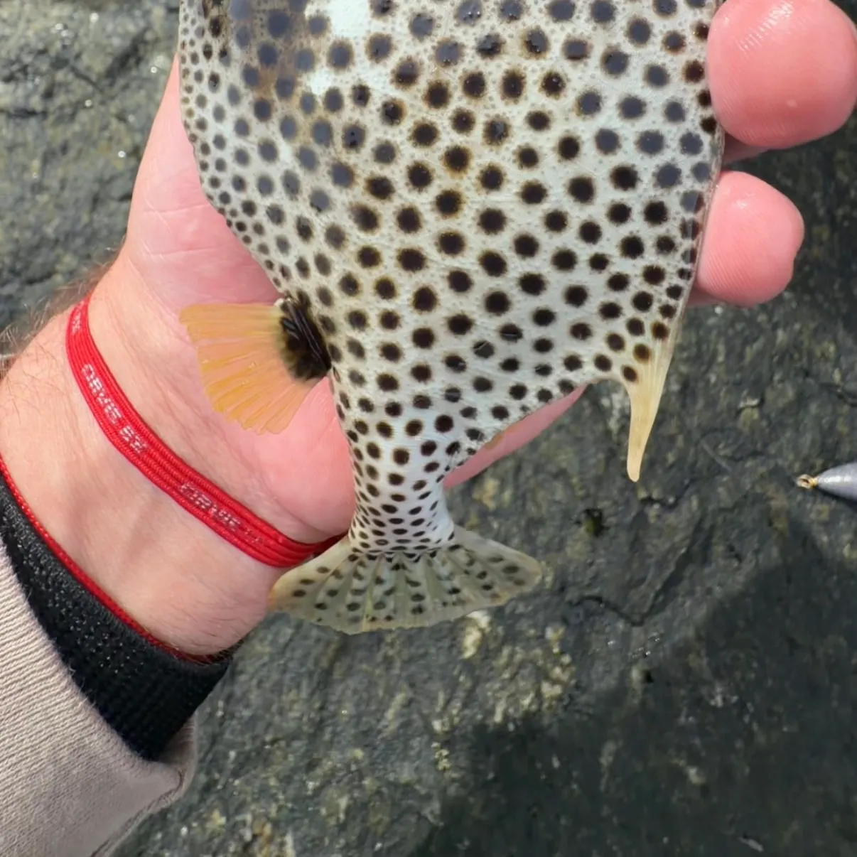 The most recent Spotted trunkfish catches on Fishbrain