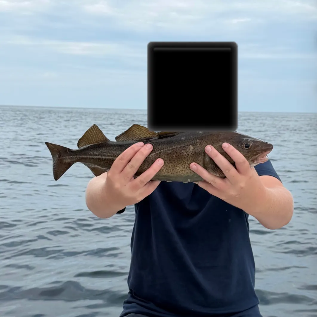 Atlantic cod caught on Fishbrain