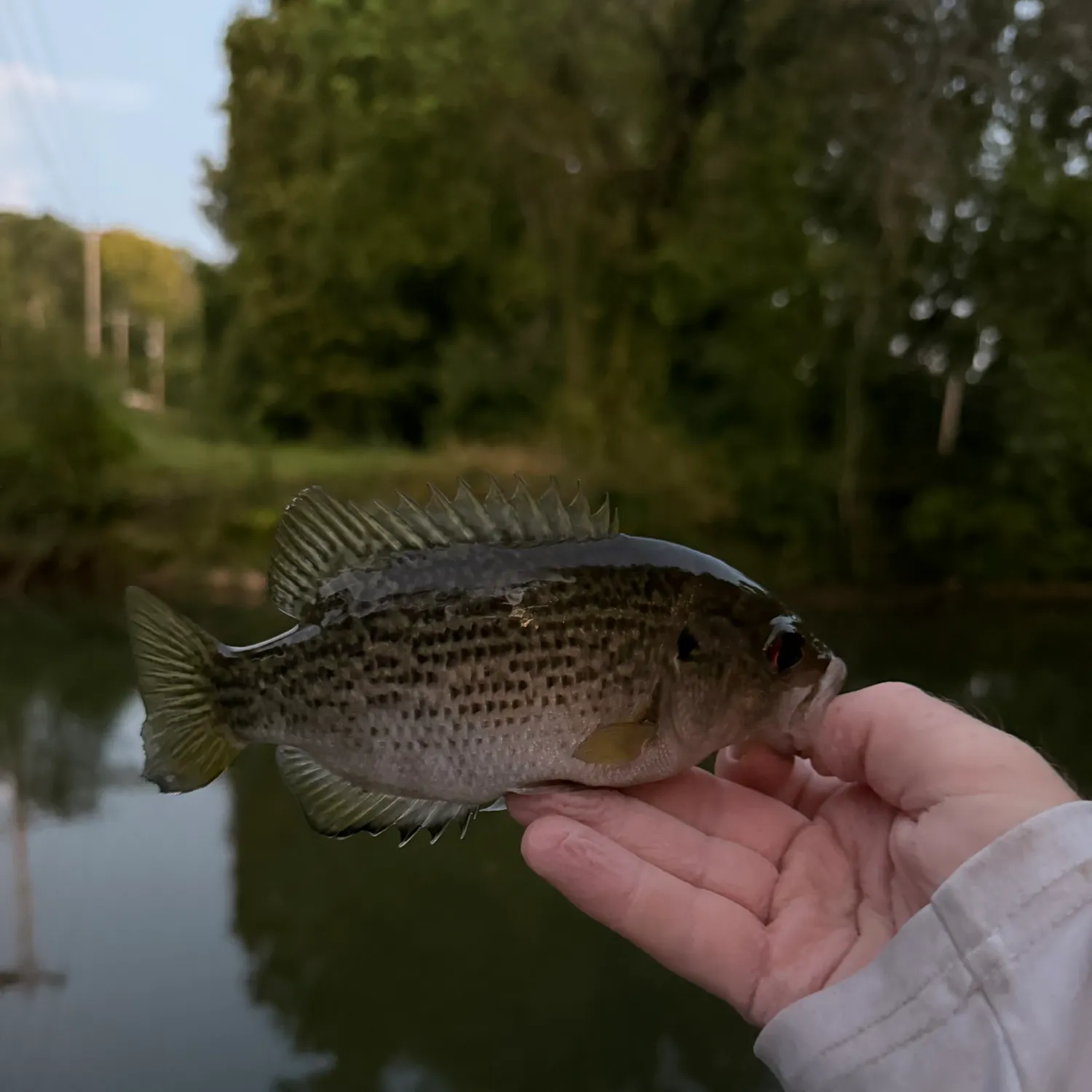 Rock bass caught on Fishbrain