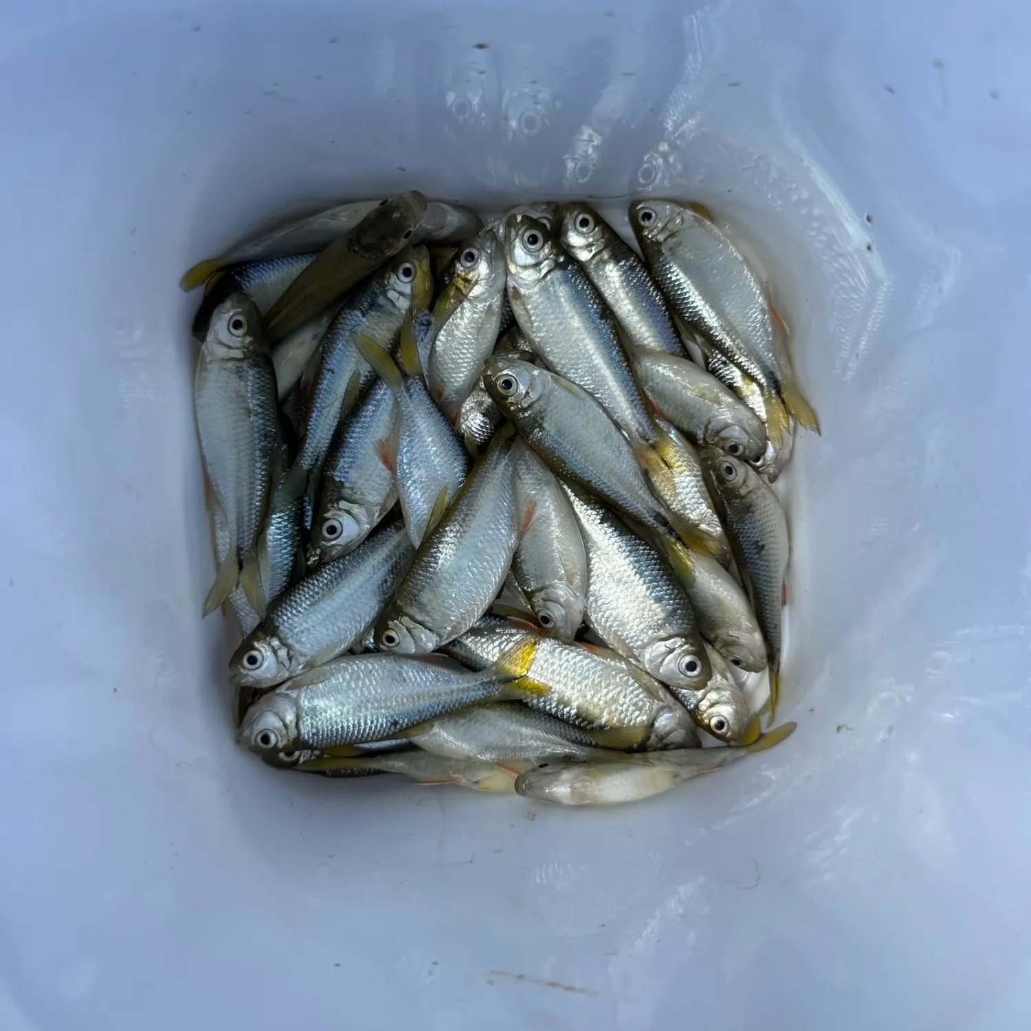 The most recent Mexican tetra catches on Fishbrain