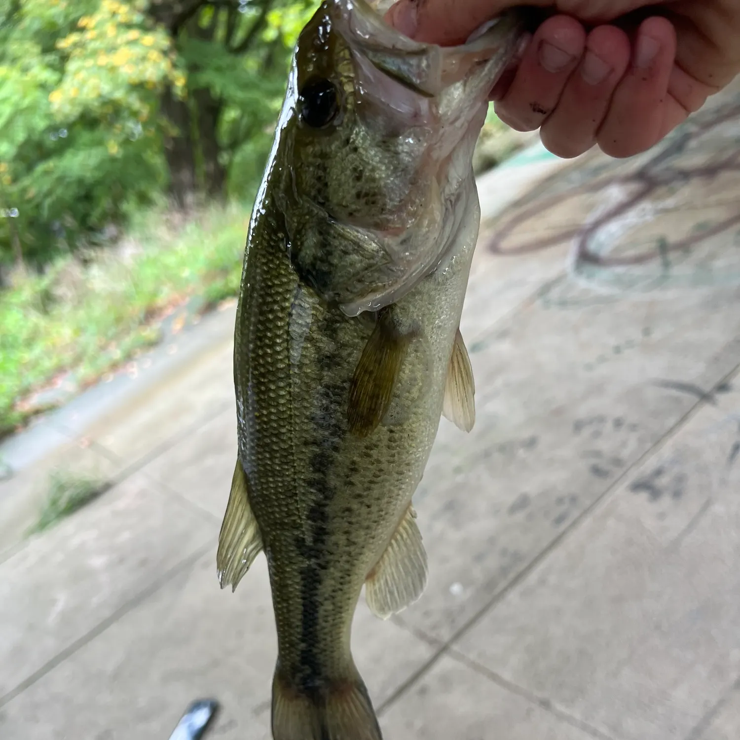 Largemouth bass caught on Fishbrain