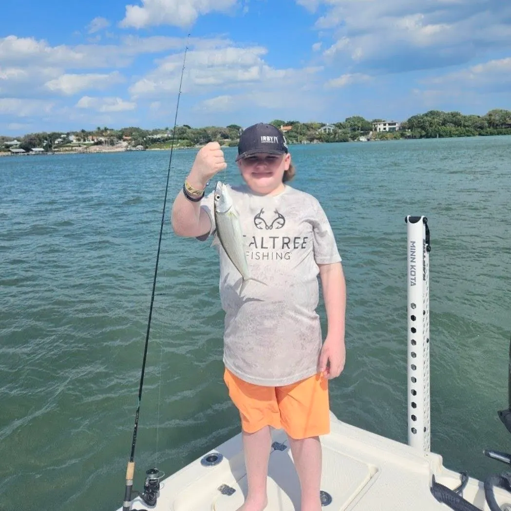 The most recent Ladyfish catches on Fishbrain