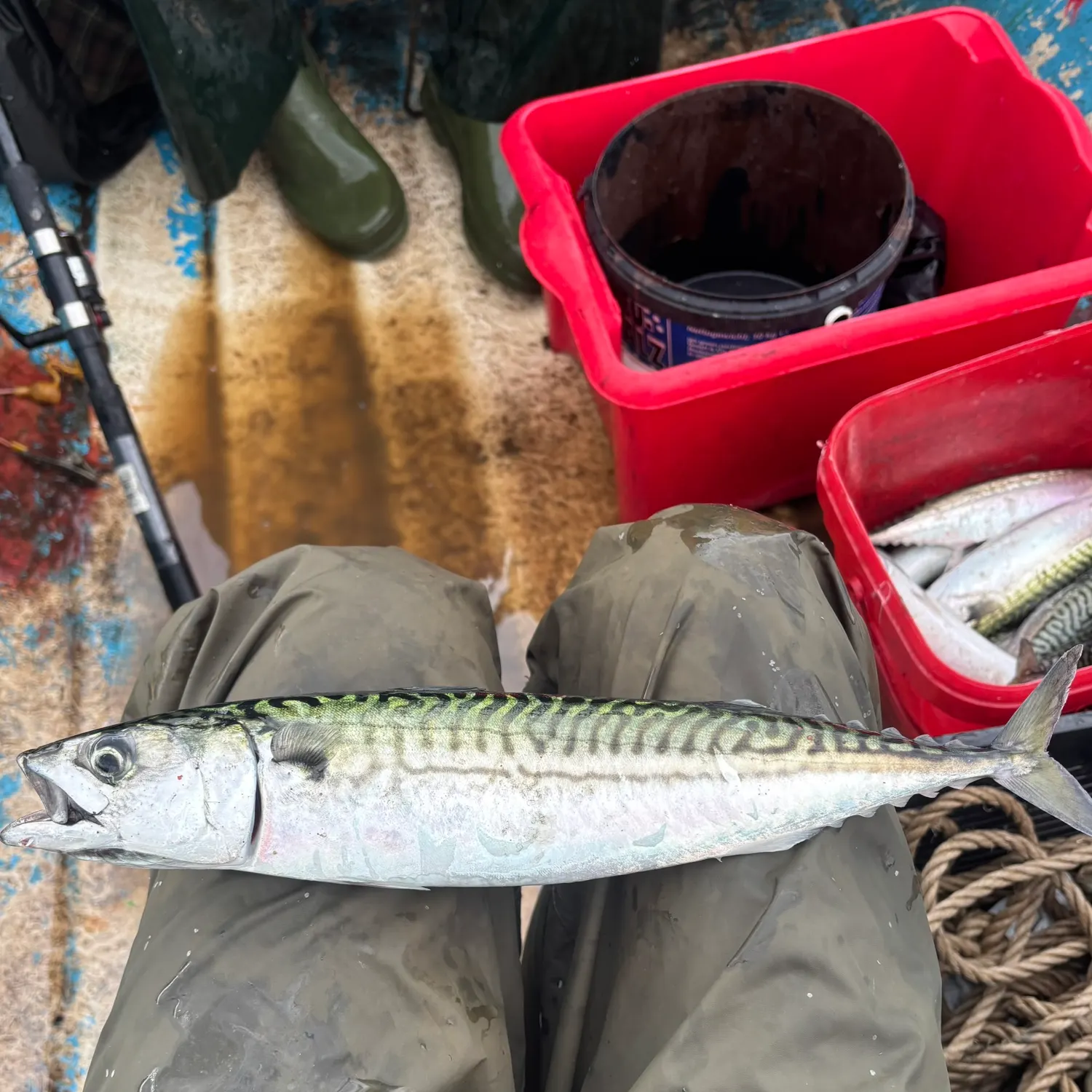 Atlantic mackerel caught on Fishbrain