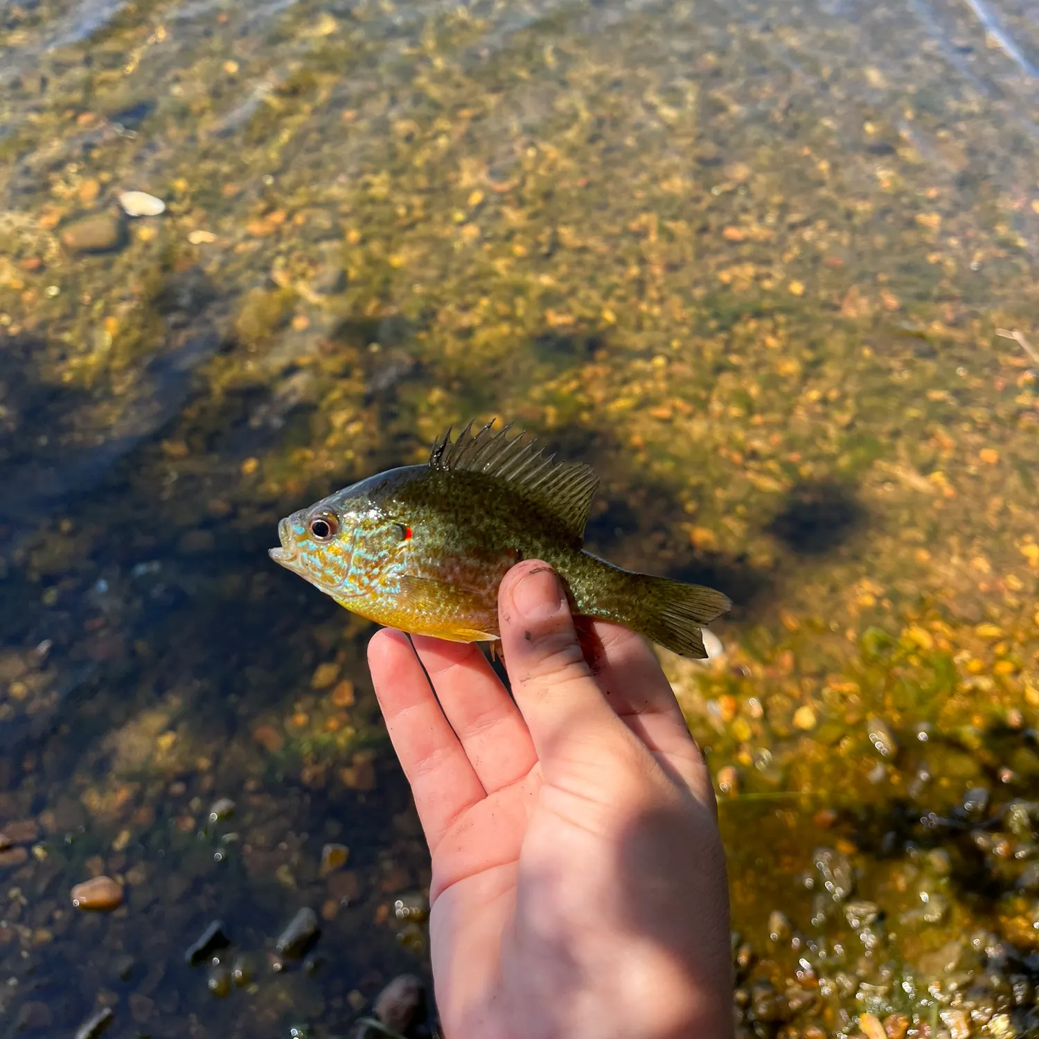 Pumpkinseed caught on Fishbrain