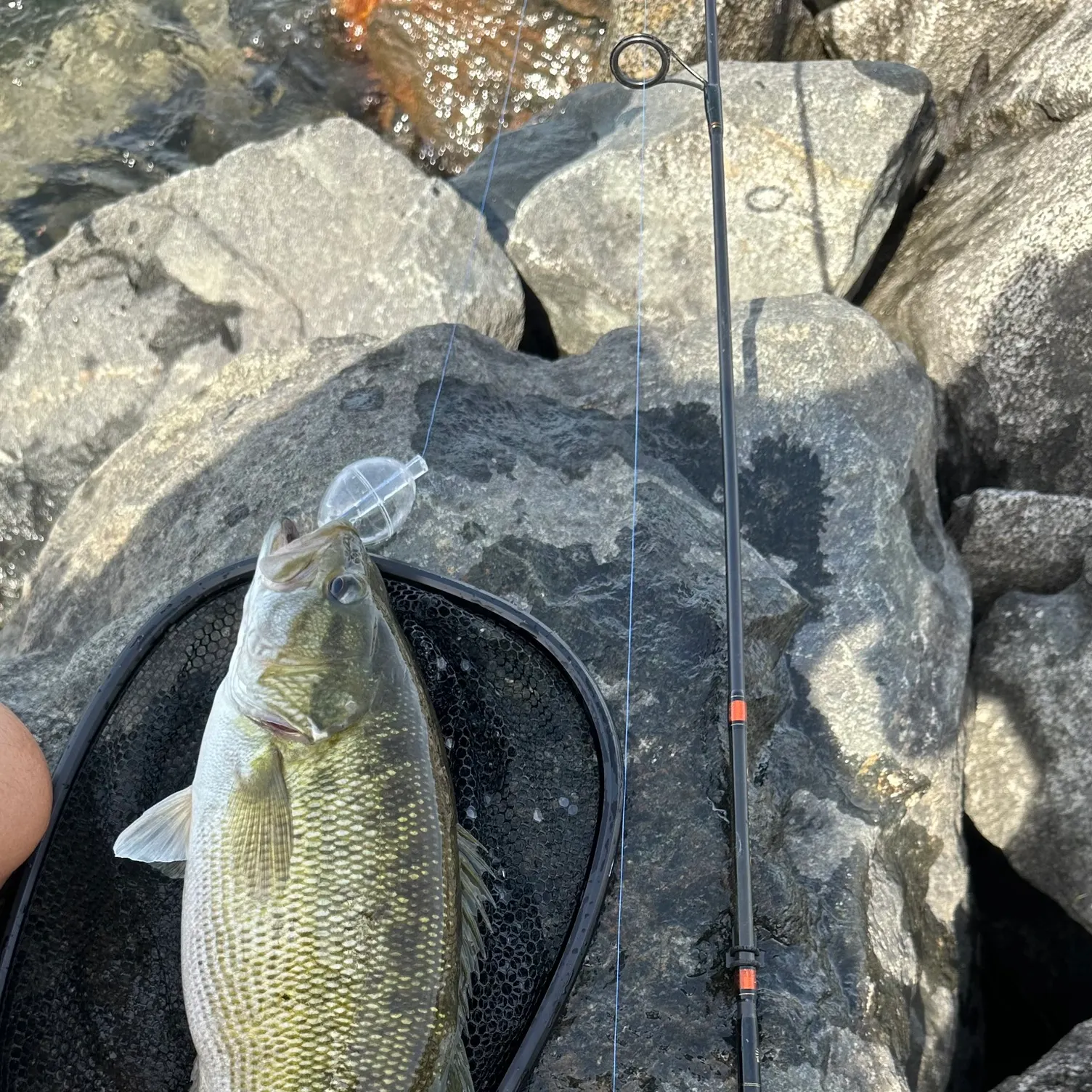 The most recent Meanmouth bass catches on Fishbrain