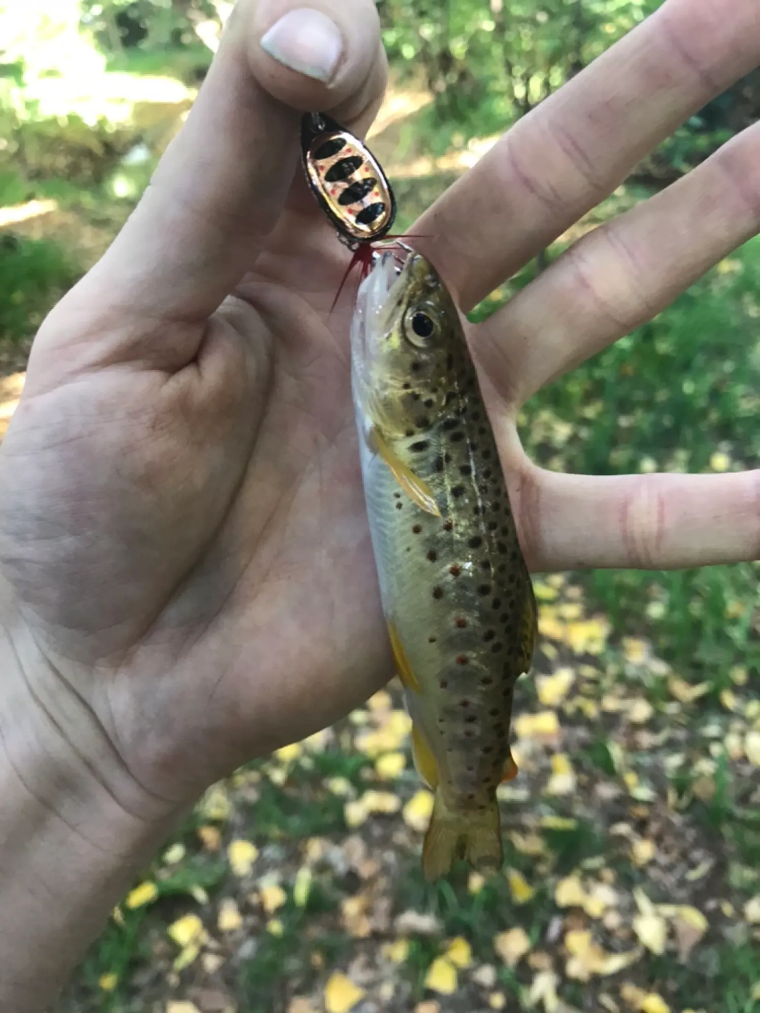 Post image from Doc-Yarrum