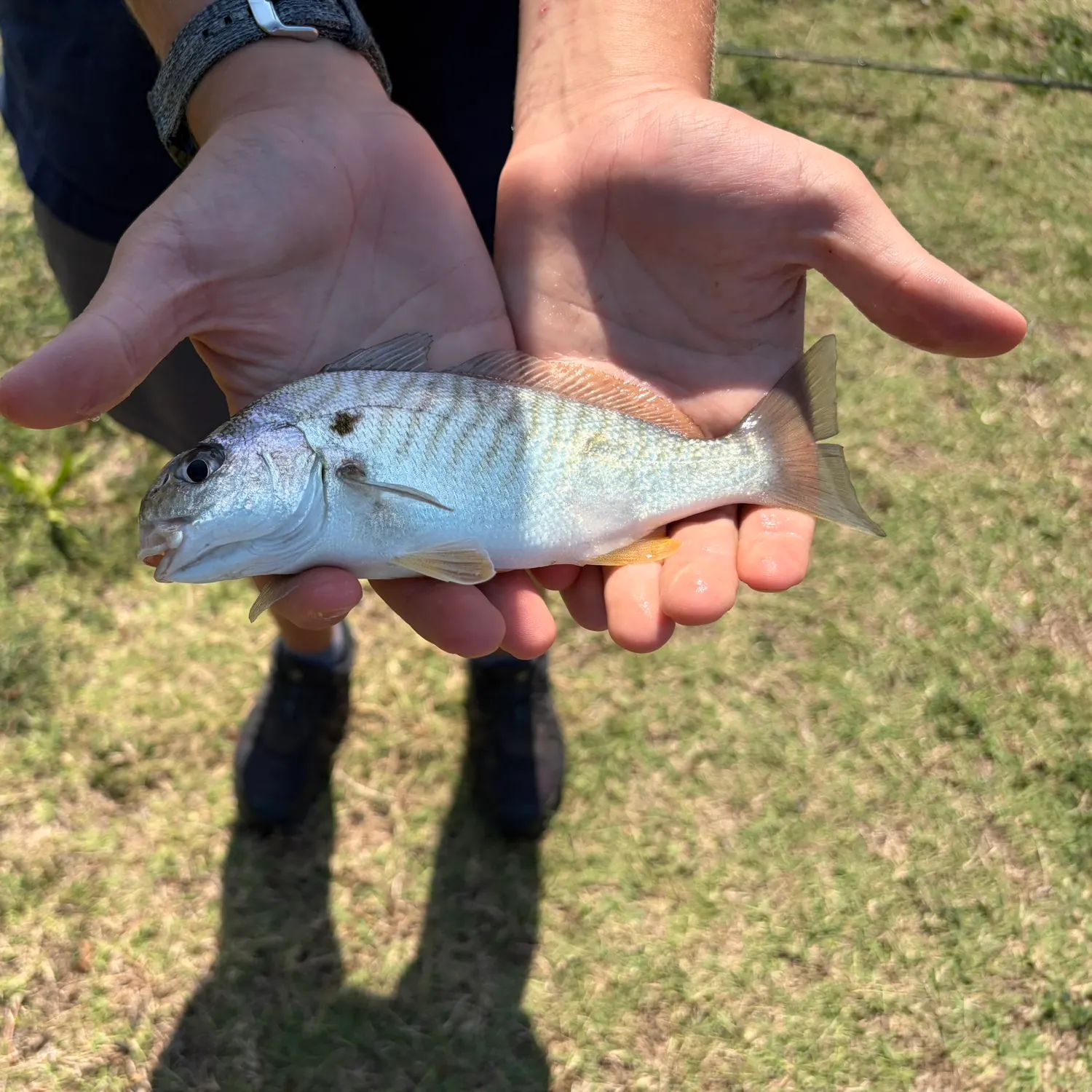 Spot croaker caught on Fishbrain