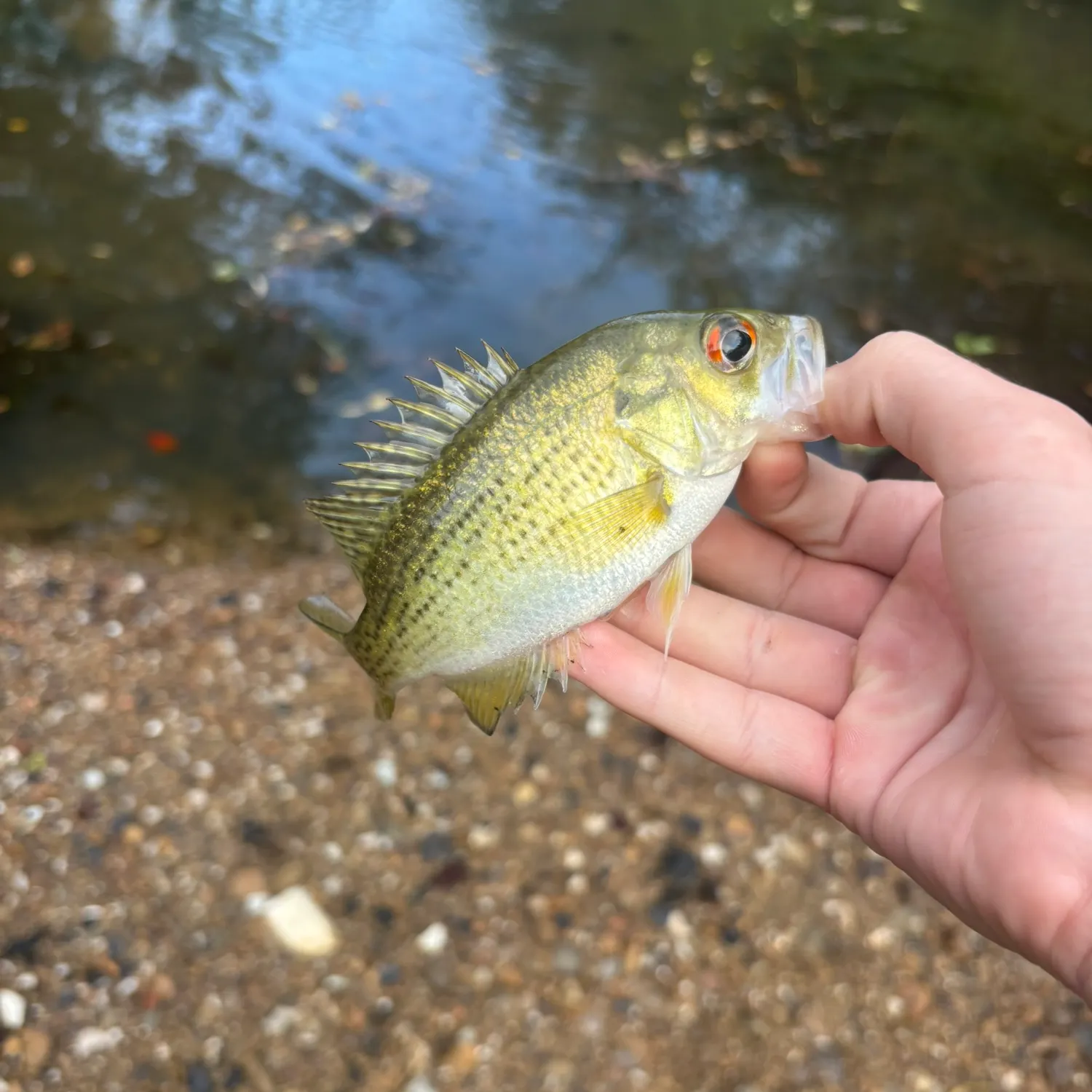 Rock bass caught on Fishbrain