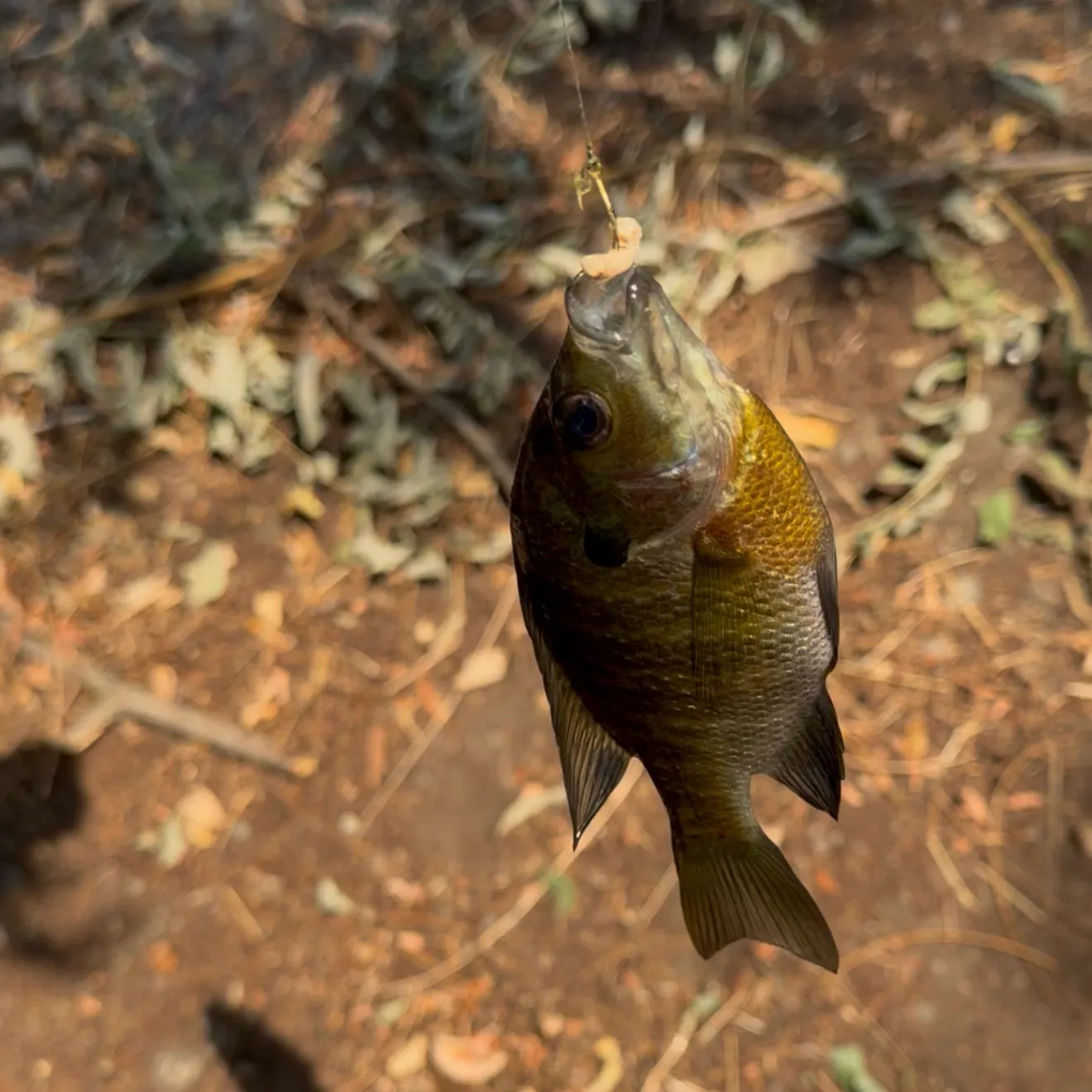 Bluegill caught on Fishbrain