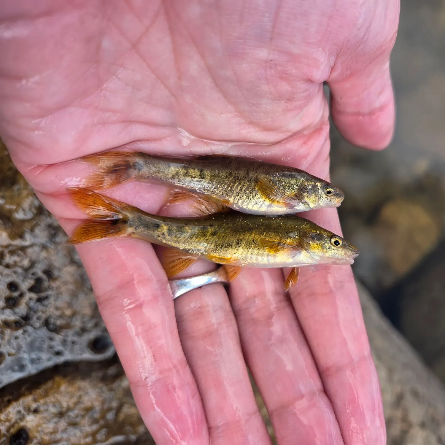The most recent Speckled dace catches on Fishbrain