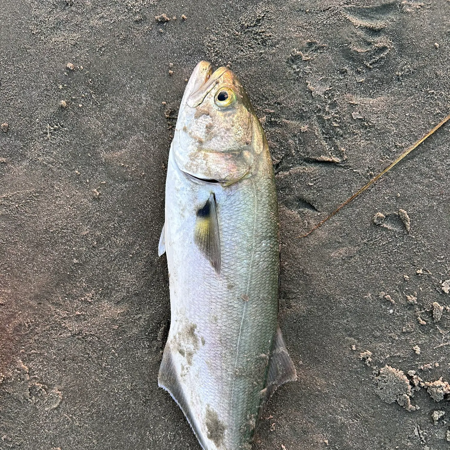Bluefish caught on Fishbrain
