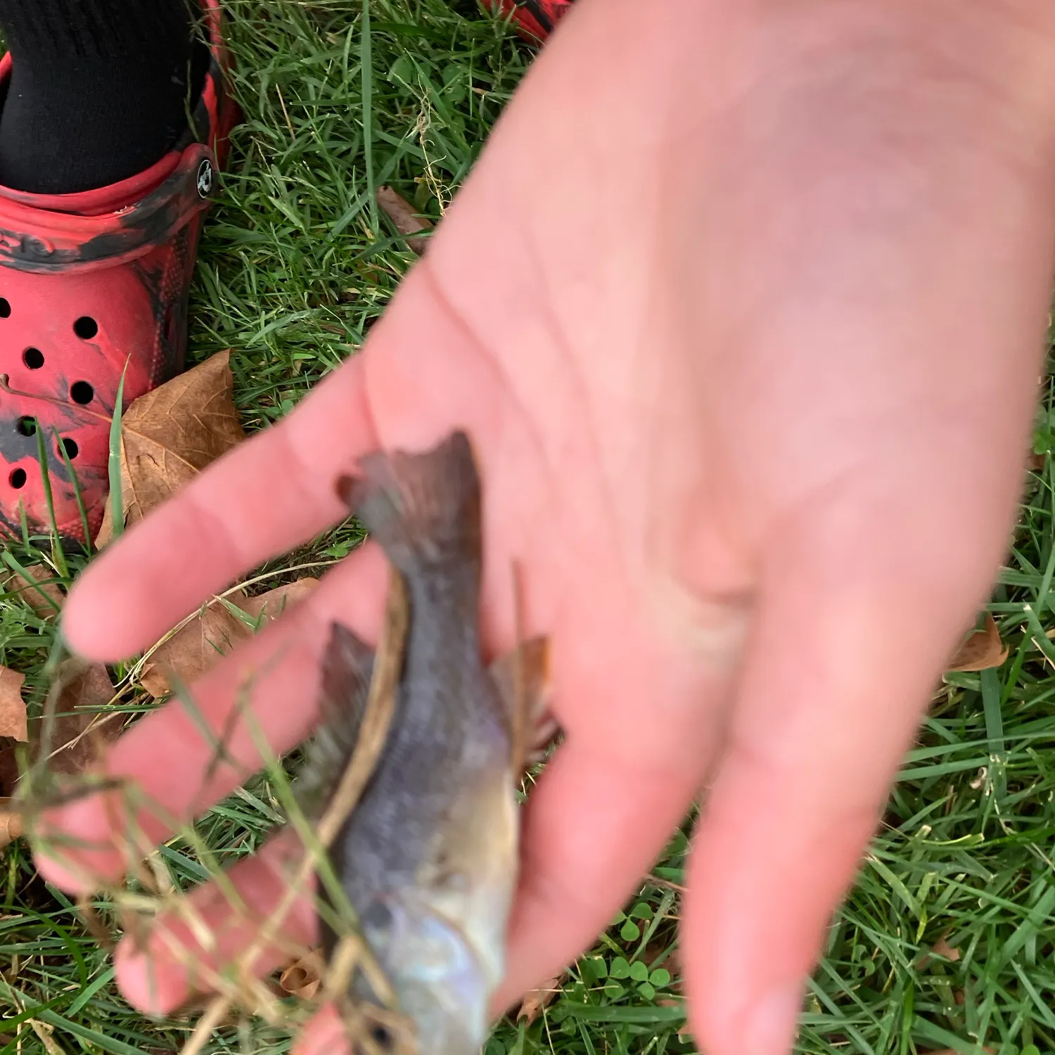 Fish caught on Fishbrain