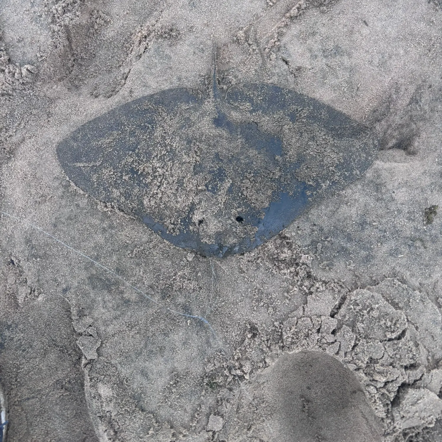 The most recent California butterfly ray catches on Fishbrain