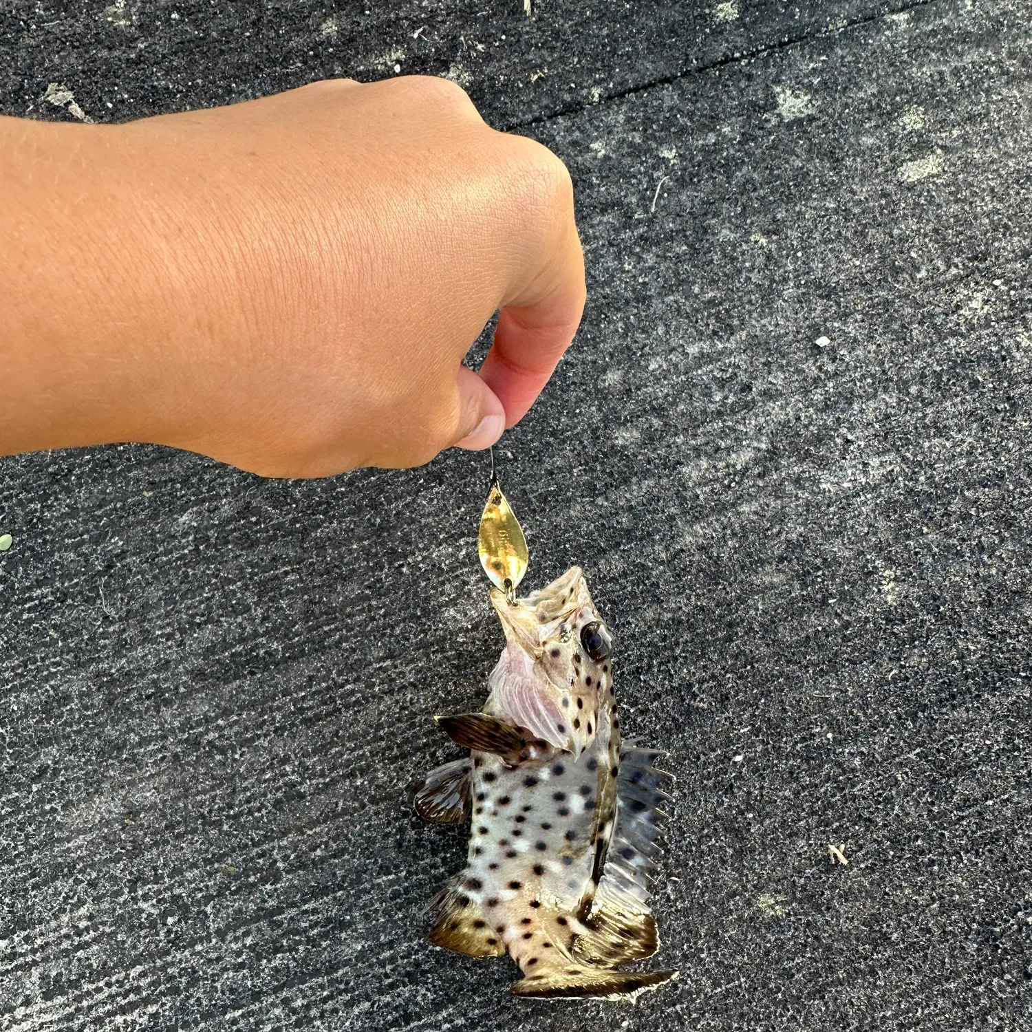 The most recent Greasy grouper catches on Fishbrain