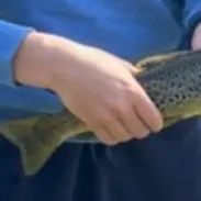 Brown trout caught on Fishbrain