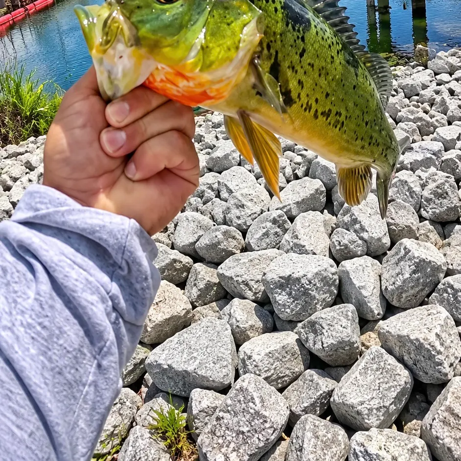 The most recent Butterfly peacock bass catches on Fishbrain