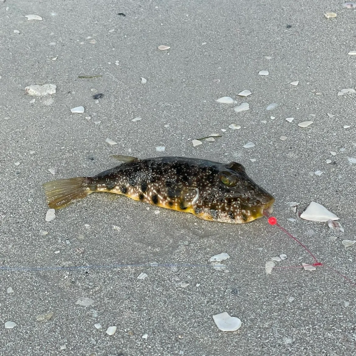 The most recent Southern puffer catches on Fishbrain