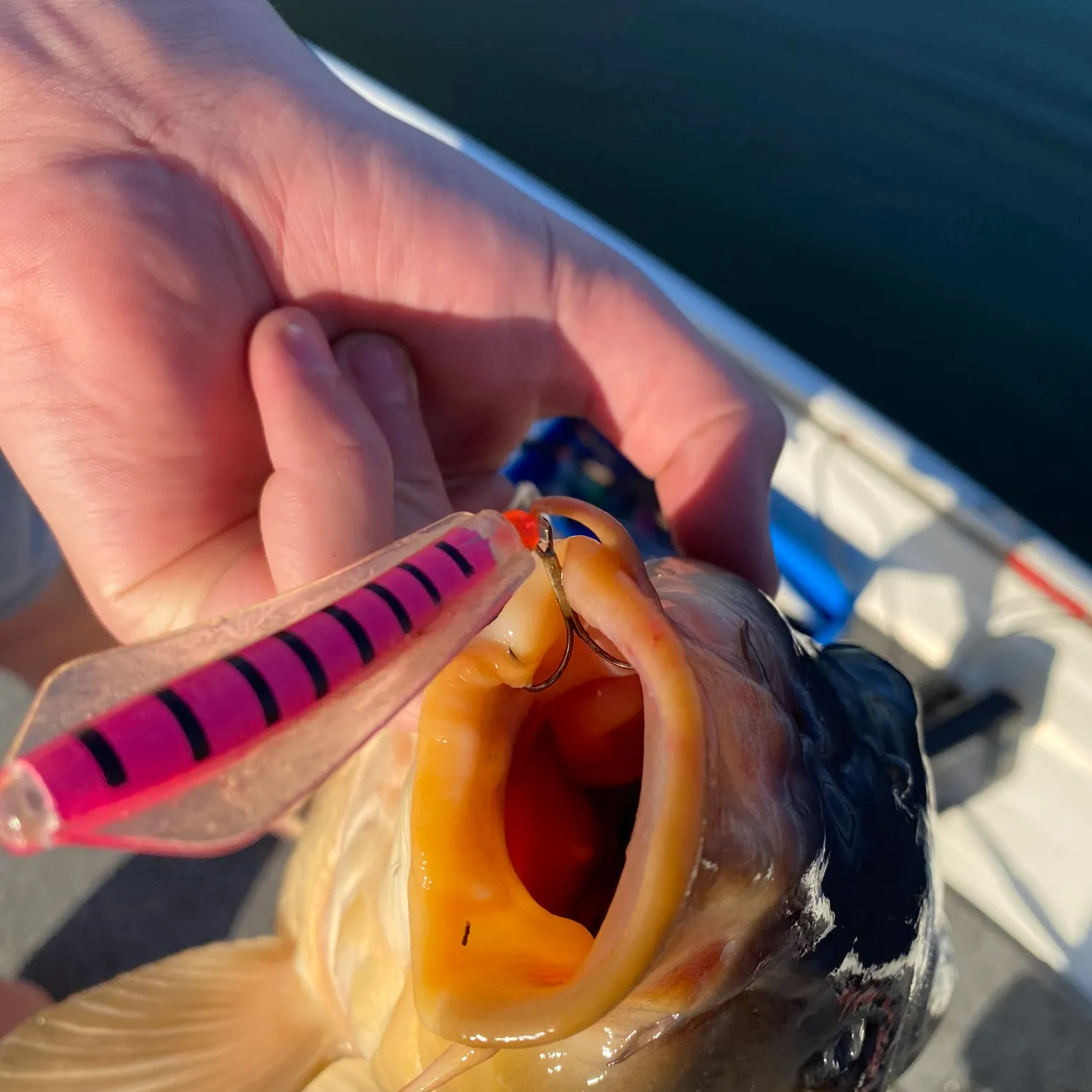 Common carp caught on Fishbrain