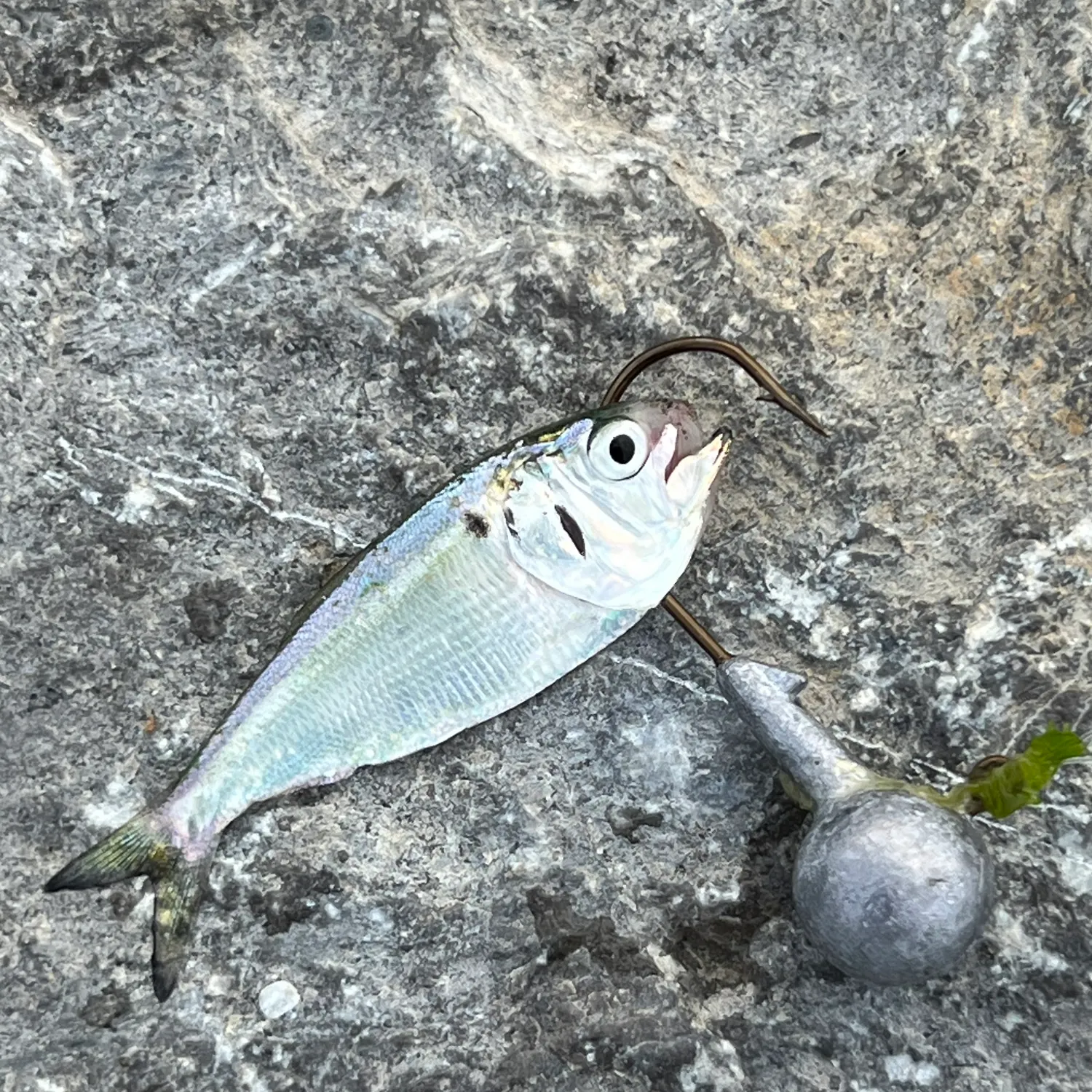 The most recent Threadfin shad catches on Fishbrain